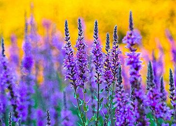 新《动森》要来？知名主播称7月将举办任天堂直面会